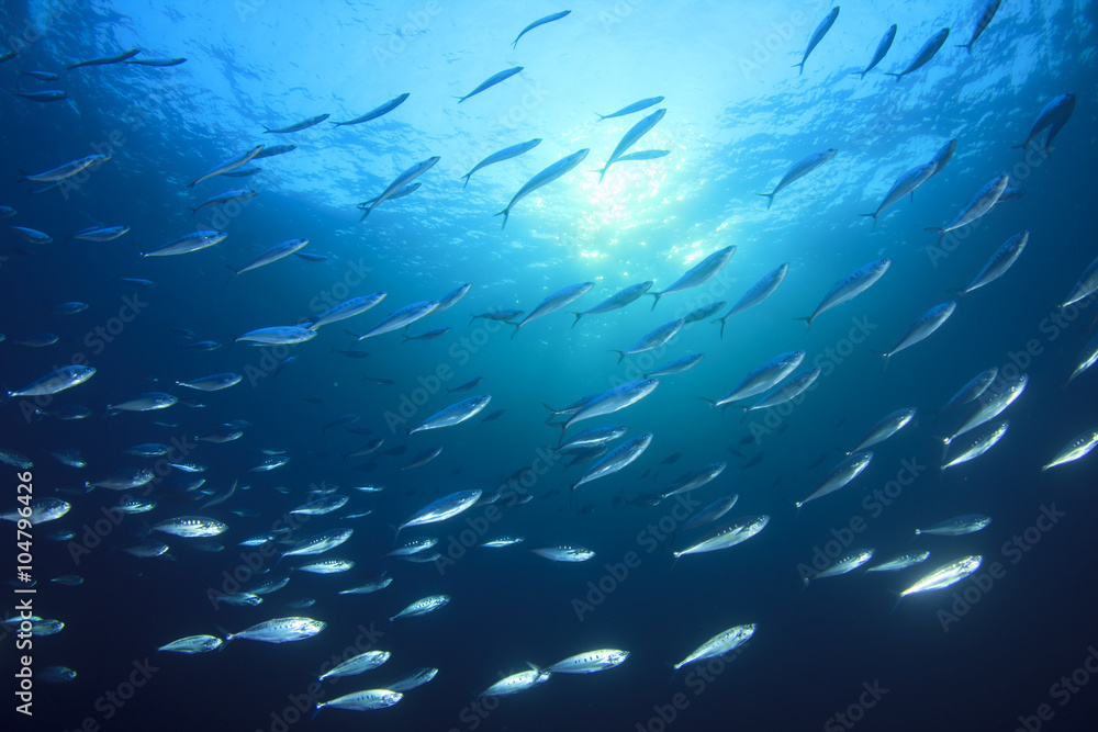 Fototapeta premium Fish school in ocean: barracudas, snappers, tunas, mackerel,sardines