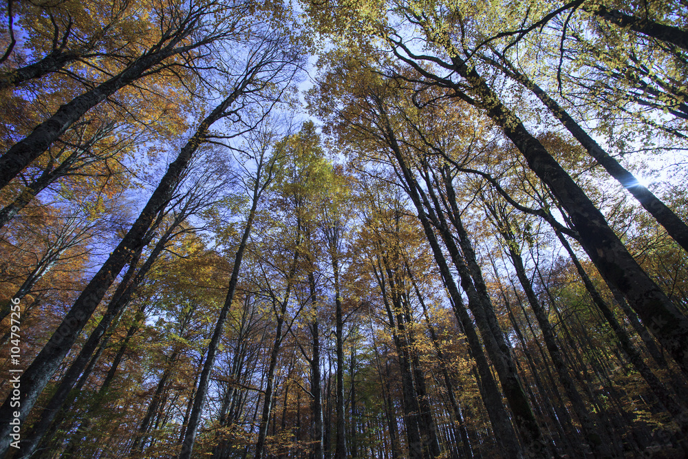 Fototapeta premium Bosco di faggi