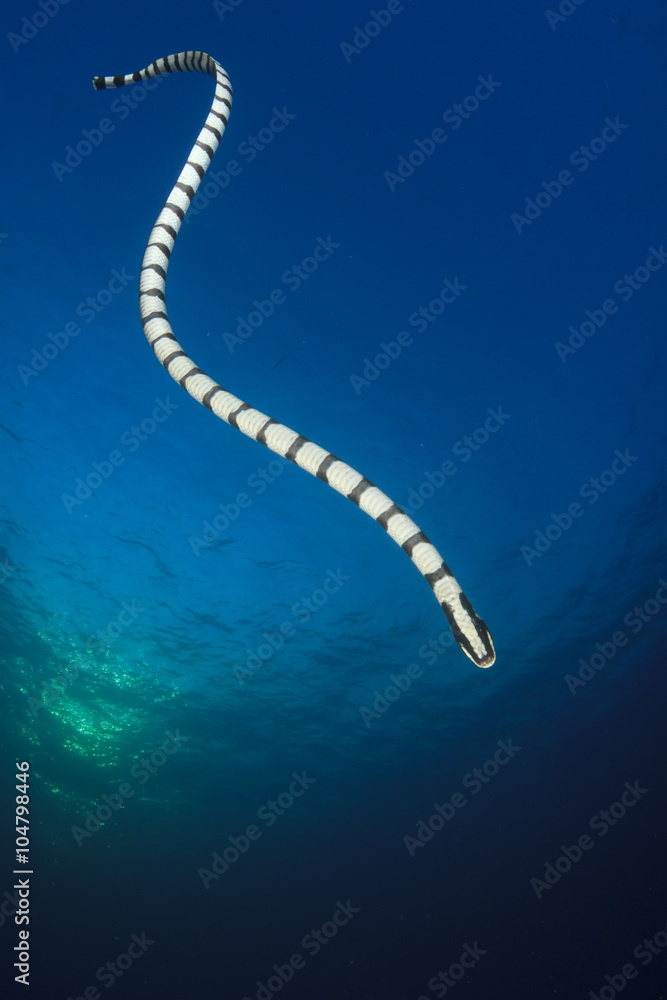 Banded Sea Snake Banded Sea Snake