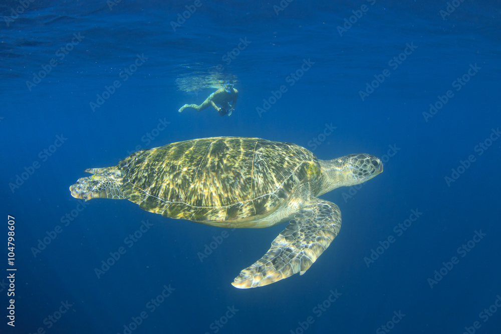 Obraz premium Young woman snorkeling swims with sea turtle