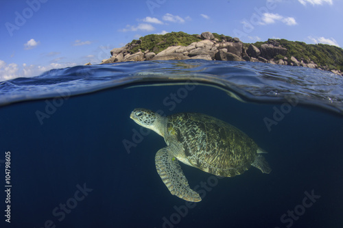 Sea Turtle half and half split photo sea surface underwater and island, 
