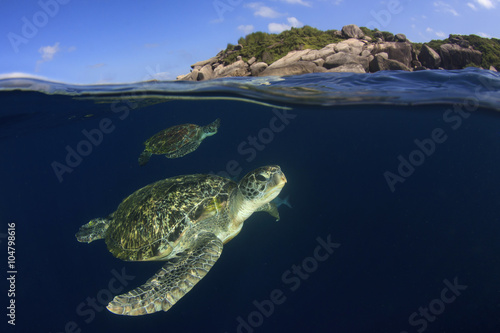 Sea Turtle half and half split photo sea surface underwater and island, 