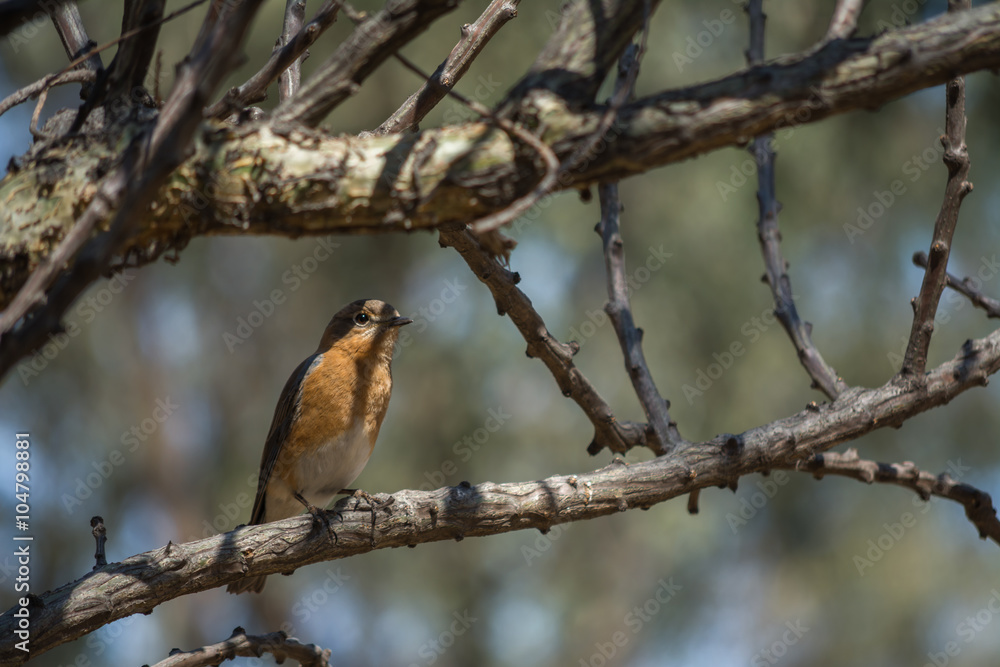 El pájaro se esconde en medio de las ramas. El pájaro se esconde en medio de las ramas.