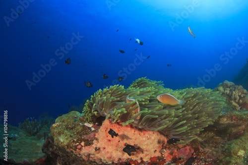 Underwater coral and anemone