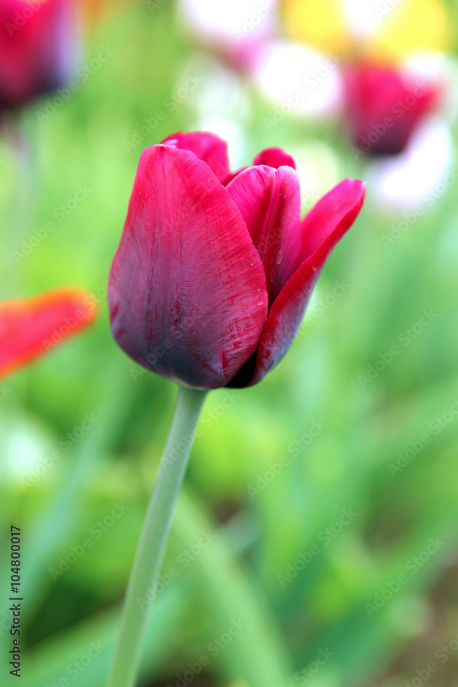 Single bright red tulip closeup Single bright red tulip closeup