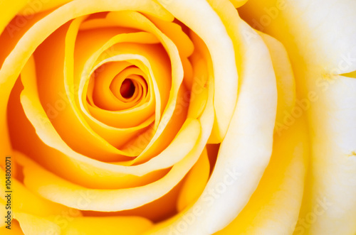 Close-up yellow rose.