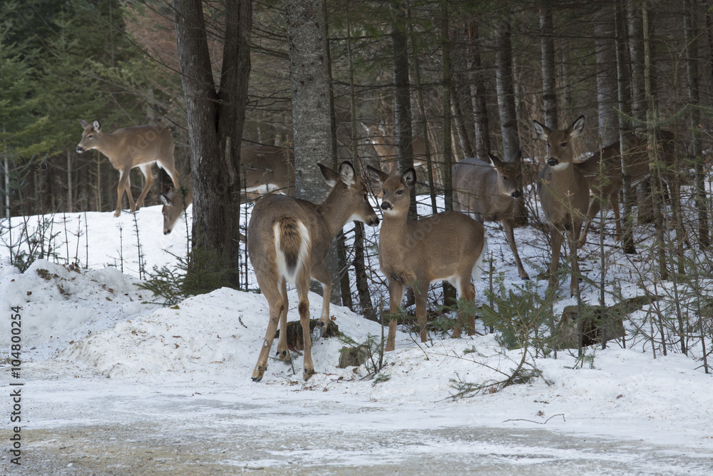 Obraz premium Group of white-tailed deer standing in woods, Rangelely, Maine.