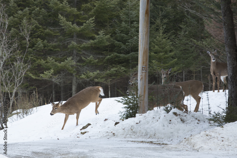 Fototapeta premium Group of white-tailed deer in private yard, Rangelely, Maine.