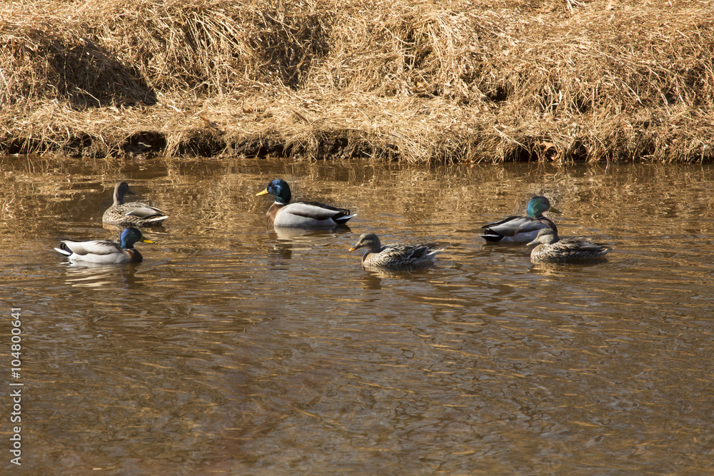 Male and female mallard ducks on Hockanum River, Vernon, Connecticut. Male and female mallard ducks on Hockanum River, Vernon, Connecticut.