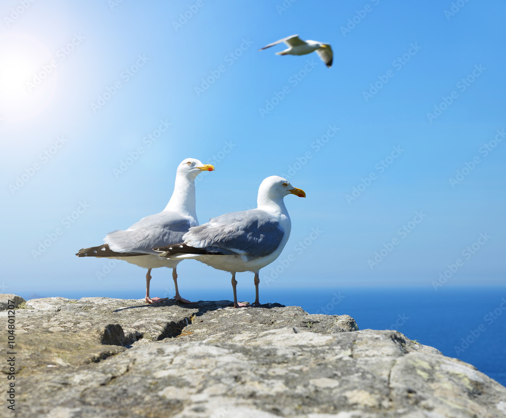 Two Seagull standing on his feet. In the background sea. Two Seagull standing on his feet. In the background sea.