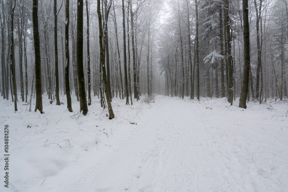 Winterwald im Harz bei Stolberg, Sachsen-Anhalt in Deutschland Winterwald im Harz bei Stolberg, Sachsen-Anhalt in Deutschland