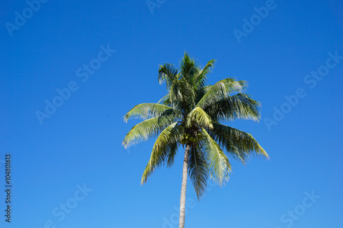 Palm Trees against the blue sky