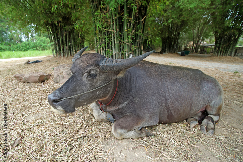asian water buffalo or bubalus bubalis asian water buffalo or bubalus bubalis