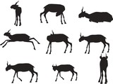Black Silhouettes of saiga antilopes set in various poses