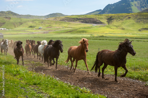 Fotografie Icelandic horses galloping down a road, rural landscape, Iceland