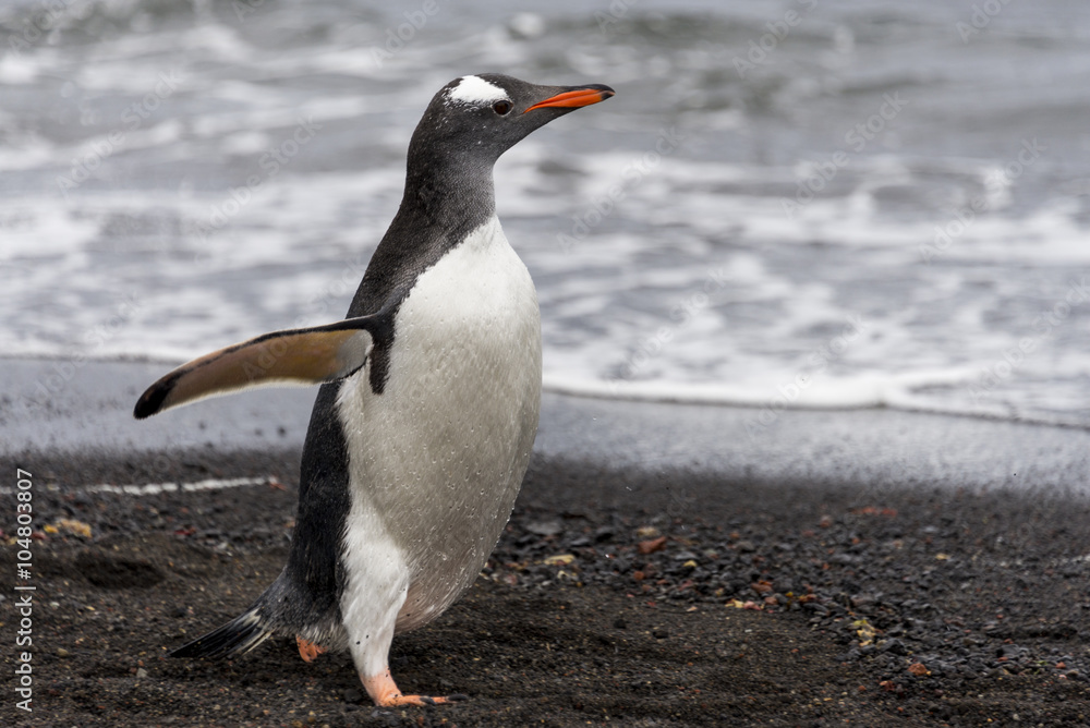 Naklejka premium Gentoo penguin
