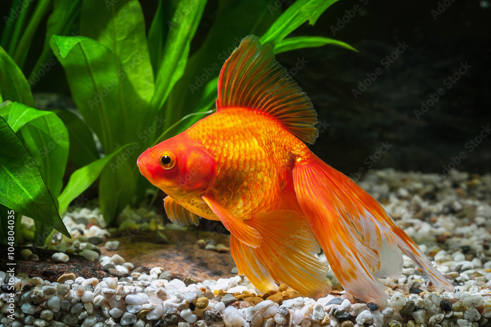 Fototapeta premium Fish. Goldfish in aquarium with green plants, and stones