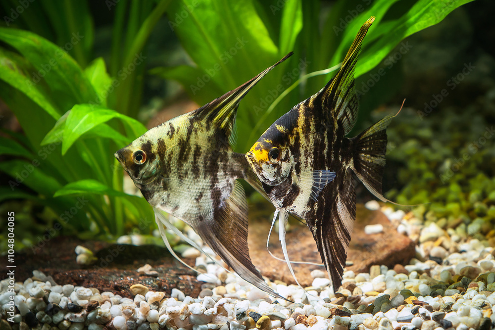 Naklejka premium Fish. Angelfish in aquarium with green plants, and stones