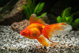Fish. Goldfish in aquarium with green plants, and stones
