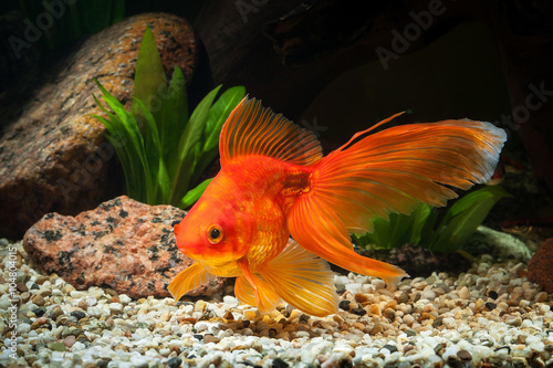 Fish. Goldfish in aquarium with green plants, and stones Fototapet