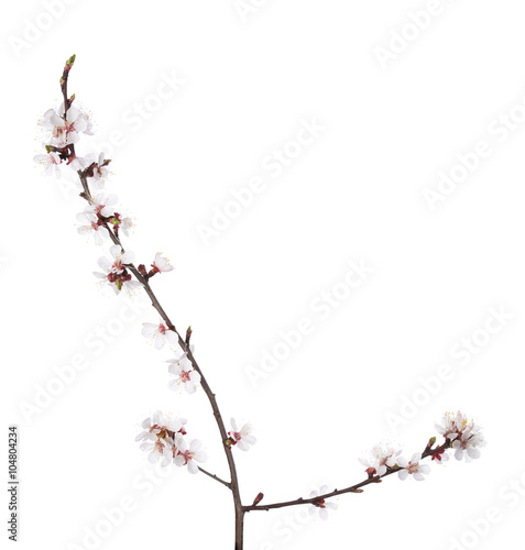Branch in blossom isolated on white. Cherry plum © Antonel
