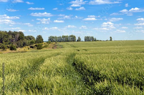 Road in the wheat field