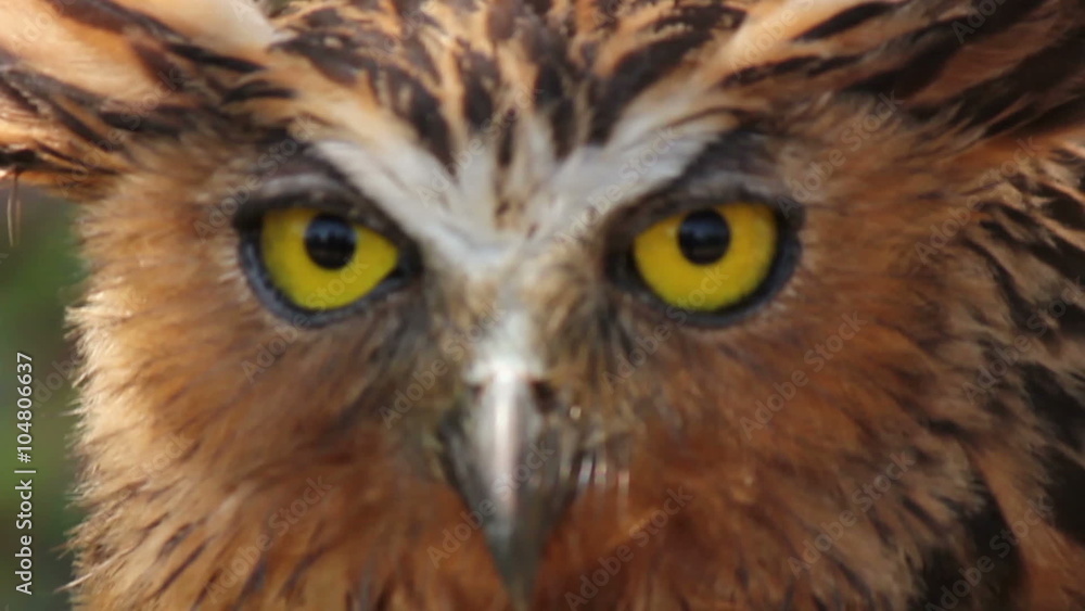 Eagle Owl Bird in Asia