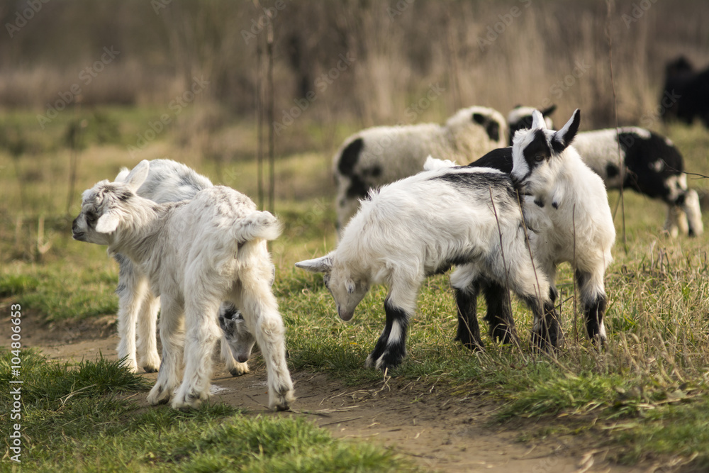 Young goats