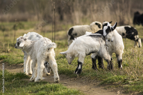 Fototapeta Naklejka Na Ścianę i Meble -  Young goats