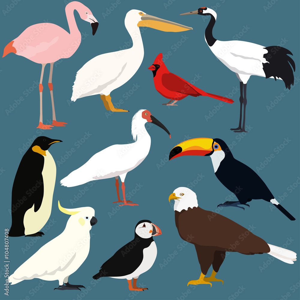 Fototapeta premium Cartoon birds collection. Different species of birds vector set.