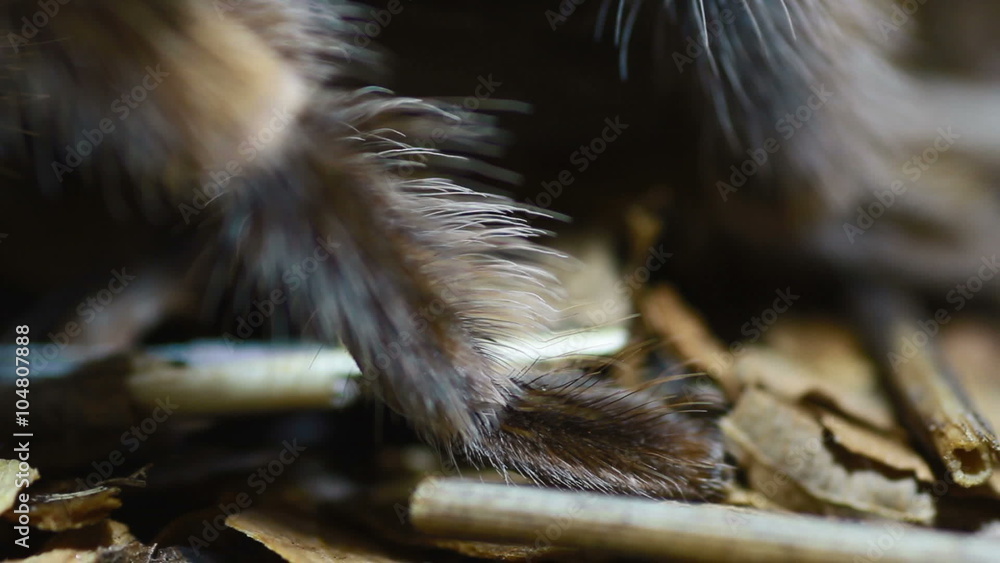 close-up leg Mexican Redknee Tarantula (Brachypelma smithi)
close-up leg Mexican Redknee Tarantula (Brachypelma smithi)