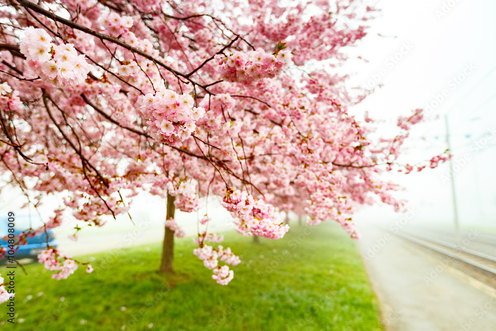 Sakura Flower or Cherry Blossom With Beautiful Background Sakura Flower or Cherry Blossom With Beautiful Background