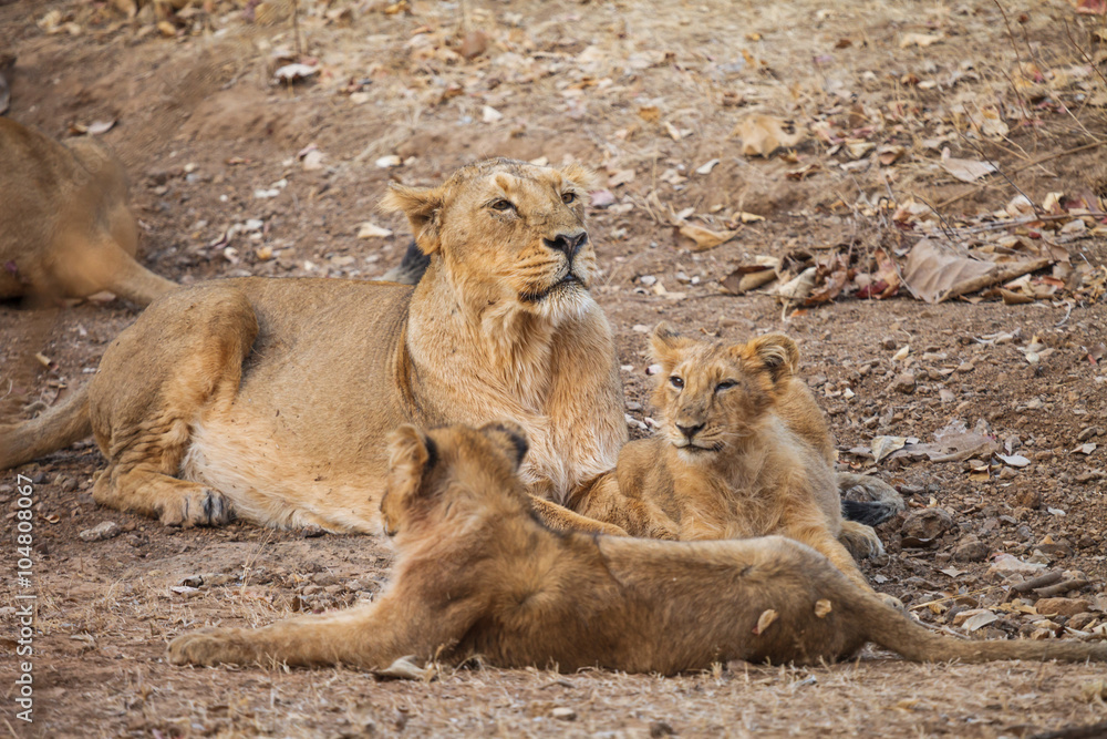 Naklejka premium asiatic lion
