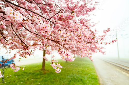 Sakura Flower or Cherry Blossom With Beautiful Background