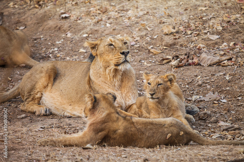 Fototapeta Naklejka Na Ścianę i Meble -  asiatic lion