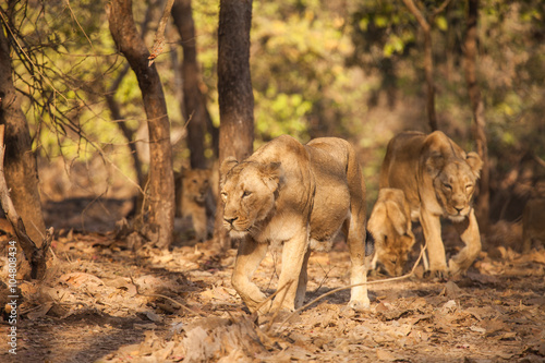 Fototapeta Naklejka Na Ścianę i Meble -  asistic lion