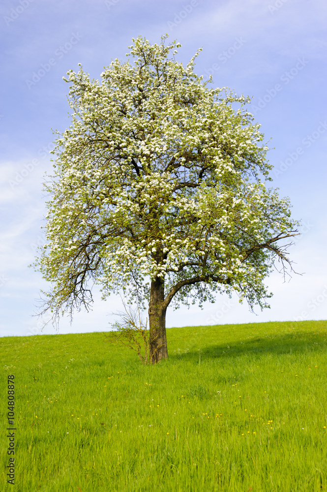 Fototapeta premium Einzelner Apfelbaum in Blüte