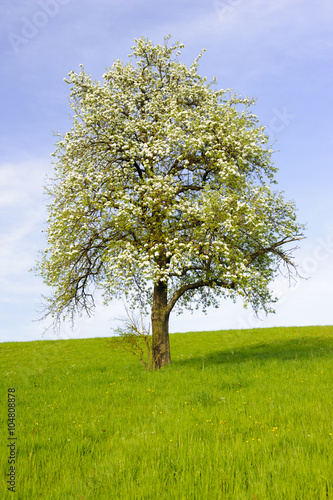 Einzelner Apfelbaum in Blüte