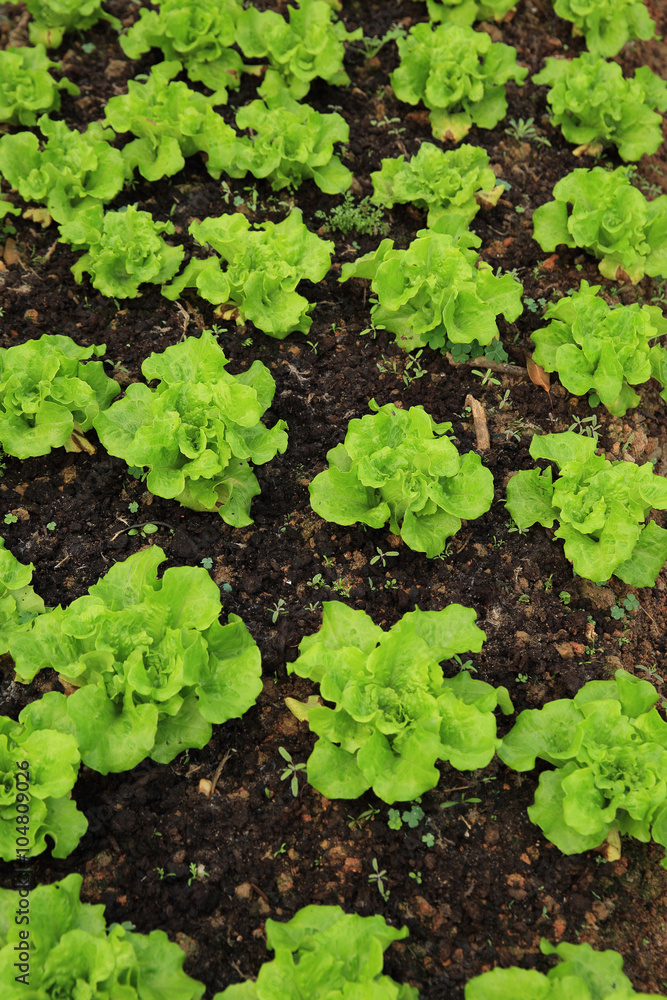green lettuce crops in growth at vegetable garden green lettuce crops in growth at vegetable garden