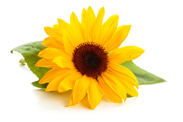 Sunflower with leaves.