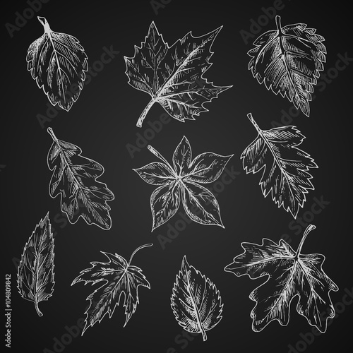 Chalk leaves sketch on blackboard