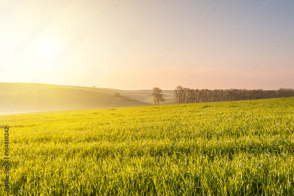 Landscape with Agricultural Fields