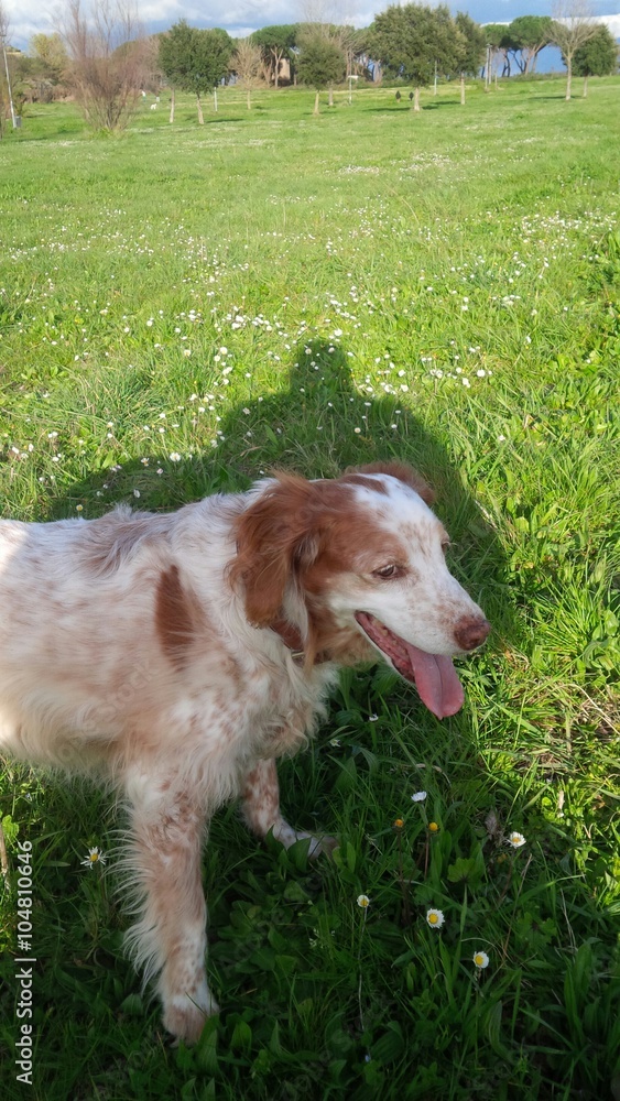 Obraz premium cane all'ombra del suo padrone