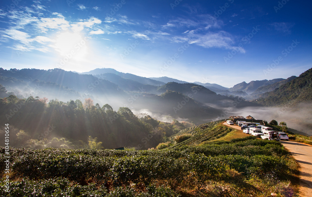 Fototapeta premium Landscape of Tea Field with fog in morning at Chiangmai Thailand.
