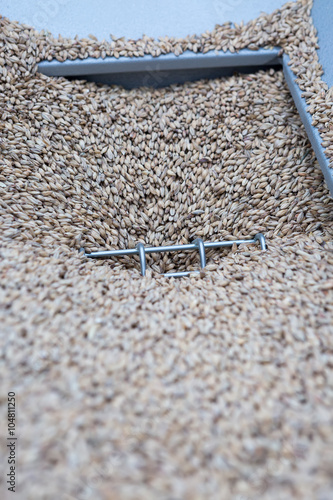 Εκτύπωση καμβά Malt seeds falling down