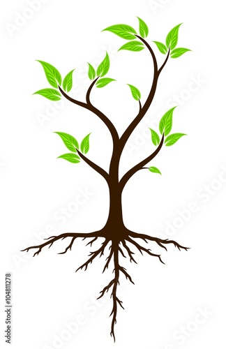 Green tree with roots.