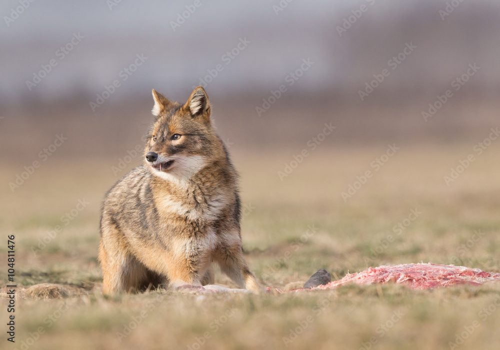 Fototapeta premium Golden jackal eating on meadow