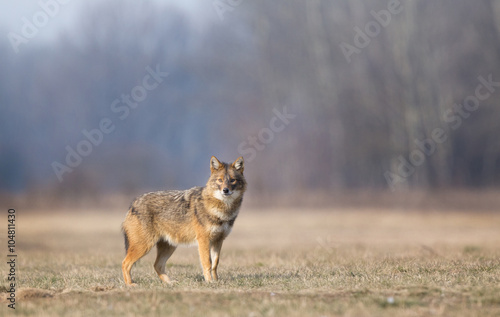 Konstfotografi Golden jackal standing on meadow