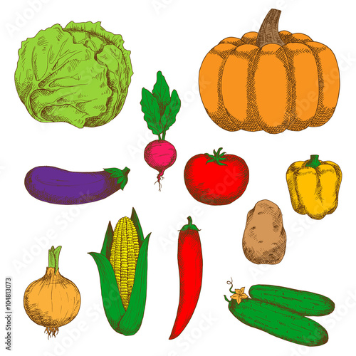 Farm vegetables color retro sketches