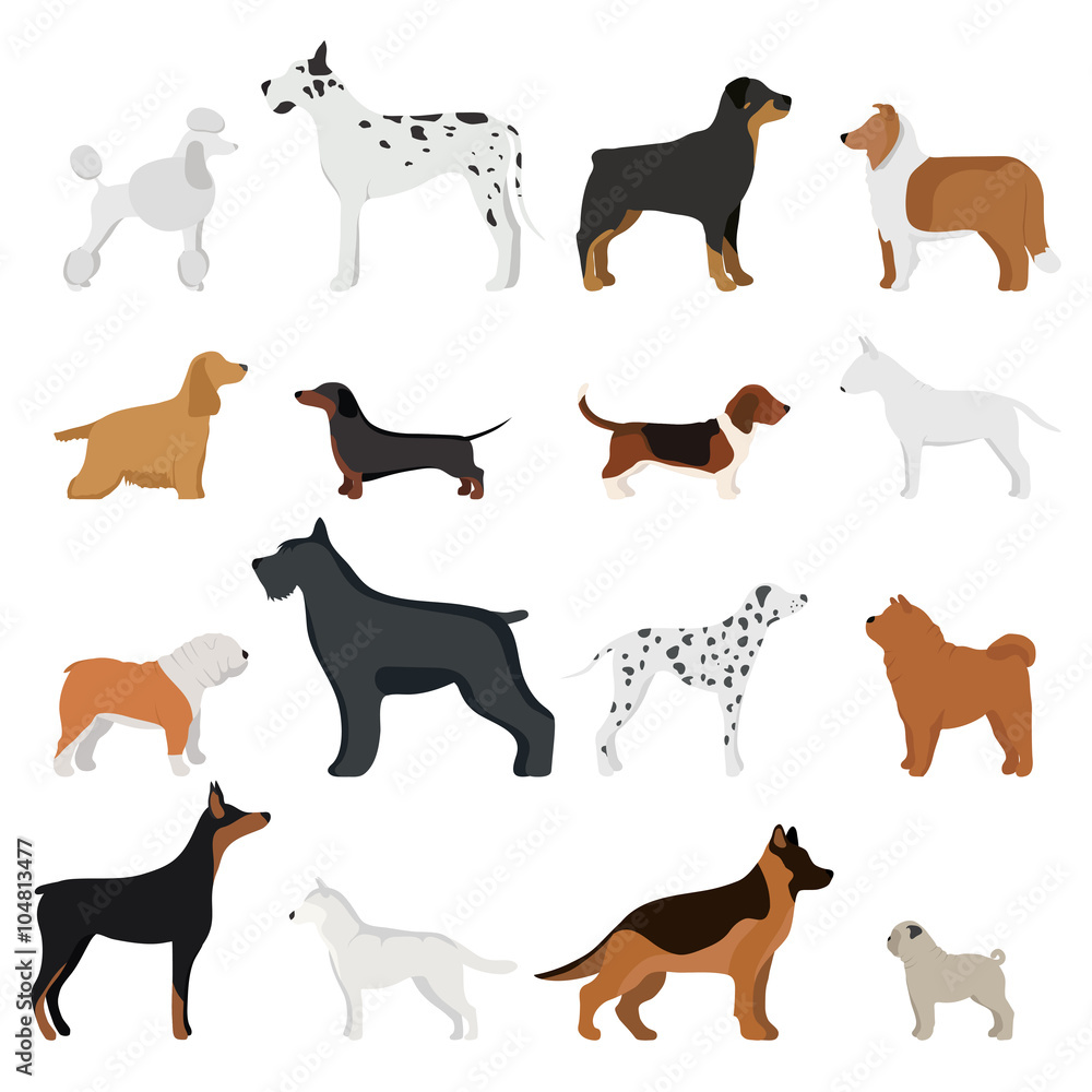 Dog breed vector illustration